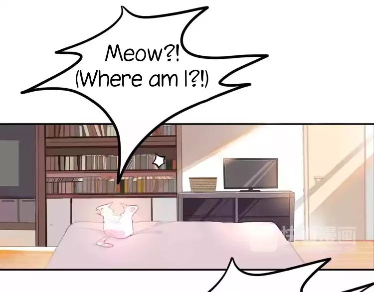 A Cat's World Chapter 1 page 14 - Chapter 1: Transformation