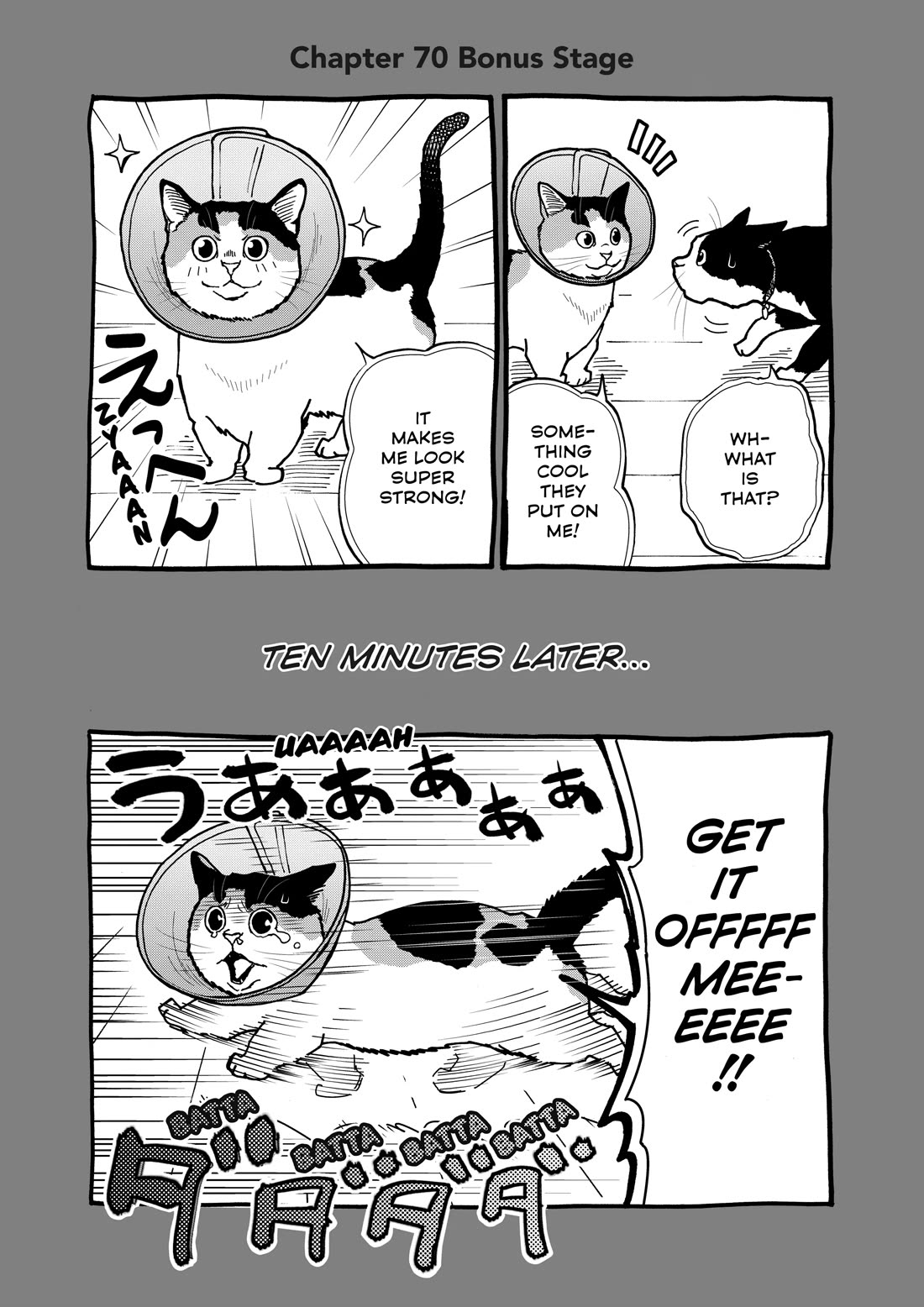 A Gamer Living with a Cat Chapter 70 page 13 - Chapter 70: Elizabethan Collar