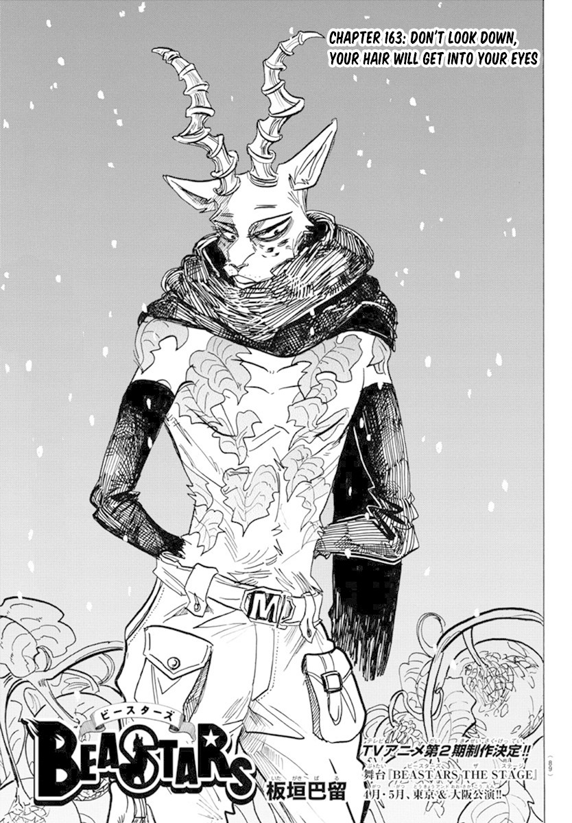 Beastars Chapter 163 page 1 - Chapter 163: Don't Look Down, Your Hair Will Get Into Your Eyes