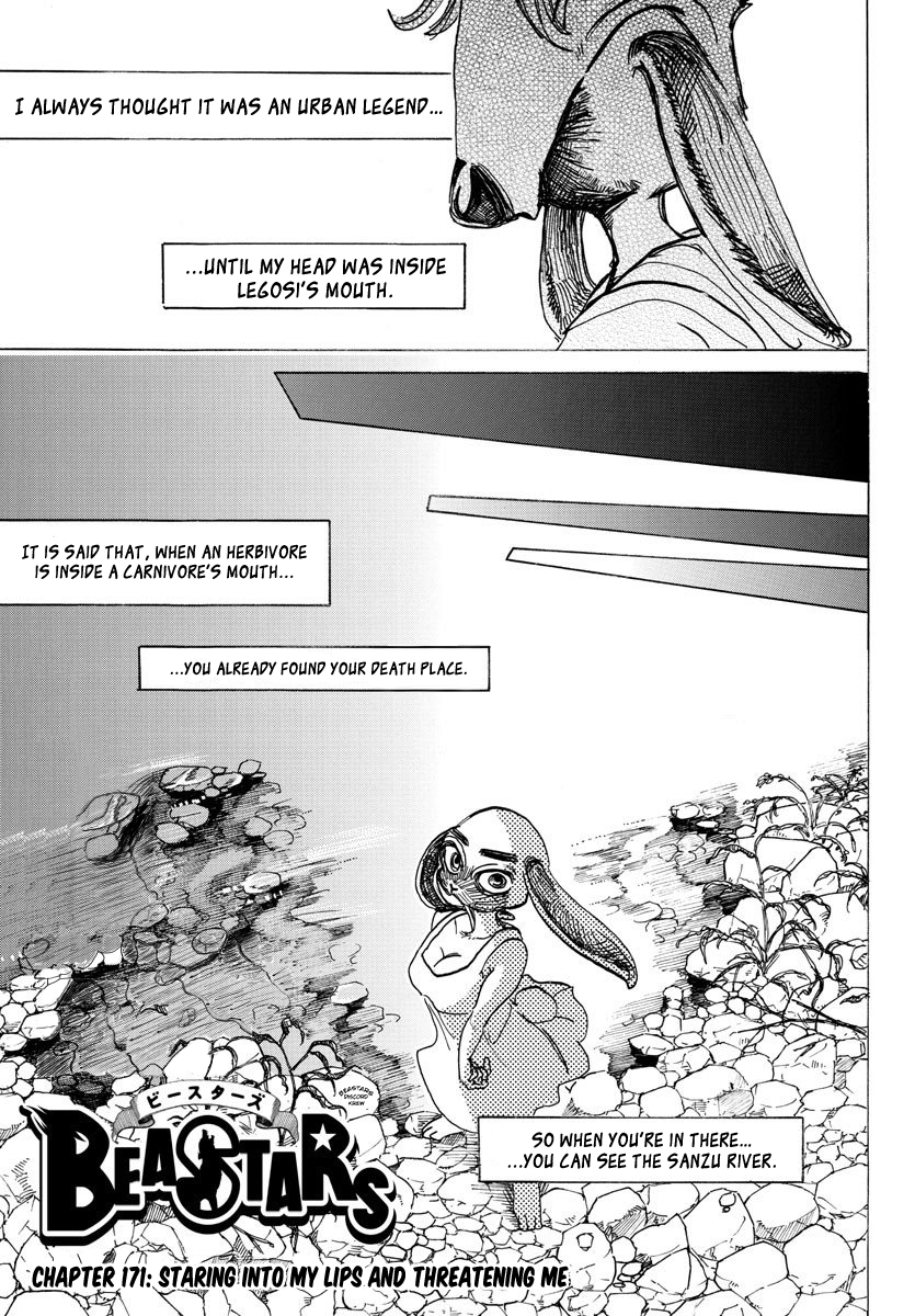 Beastars Chapter 171 page 1 - Chapter 171: Staring Into My Lips And Threatening Me