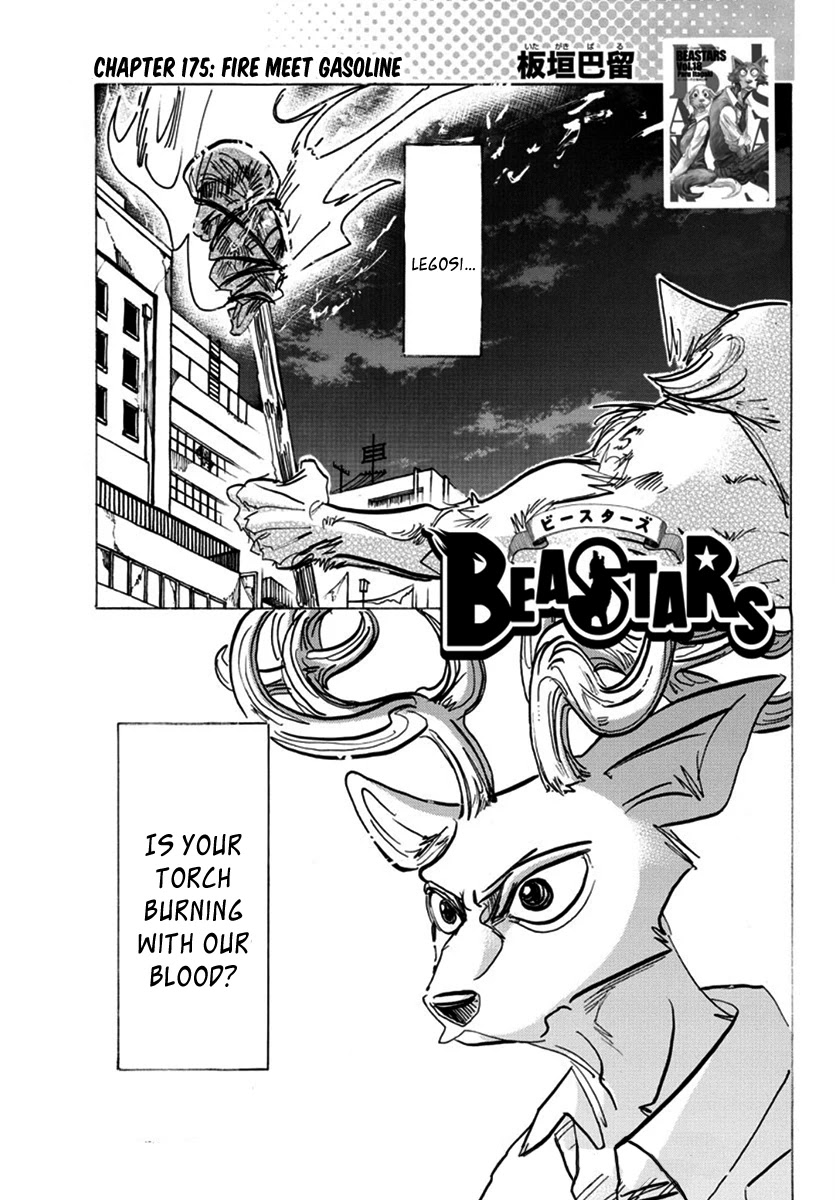 Beastars Chapter 175 page 1 - Chapter 175: Fire Meet Gasoline