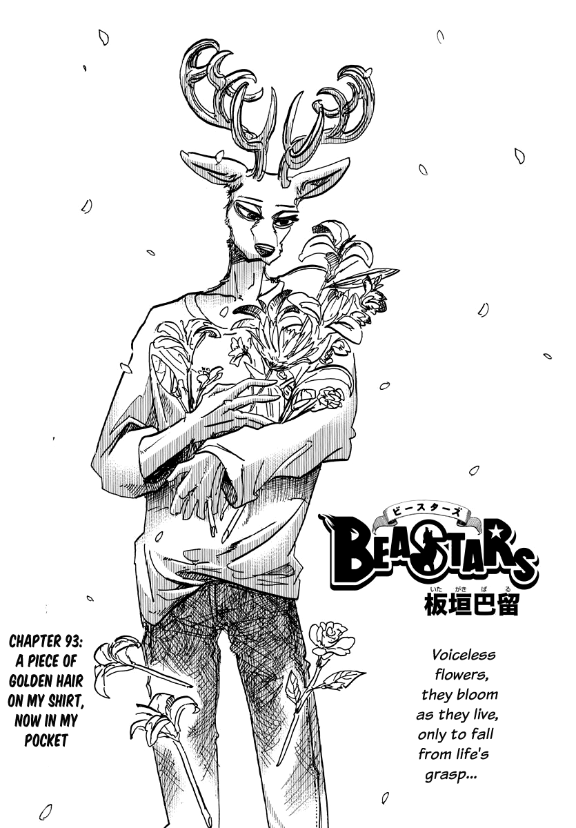Beastars Chapter 93 page 1 - Chapter 93: A Piece of Golden Hair on My Shirt, Now in My Pocket