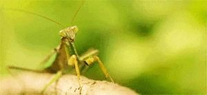 Behind the GIFs Chapter 34 page 8 - Chapter 34 : What a Mantis - Andy Stuart