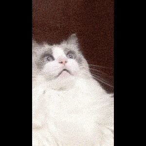 Behind the GIFs Chapter 35 page 8 - Chapter 35 : The Cat and the Wizard - Kat Swenski