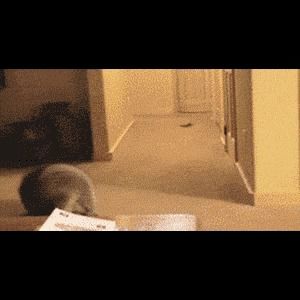 Behind the GIFs Chapter 39 page 8 - Chapter 39 : Mechanimals - Kat Swenski