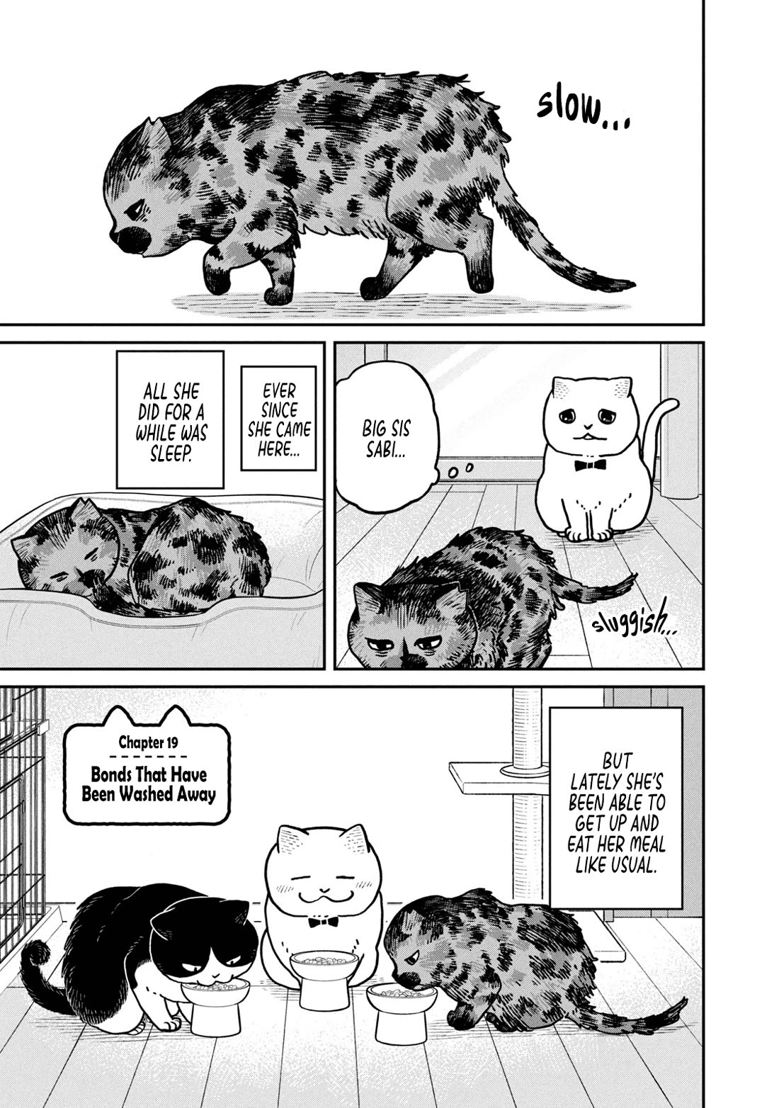 Cat Partners: Maruru and Hachi Chapter 19 page 5 - Chapter 19: Bonds That Have Been Washed Away