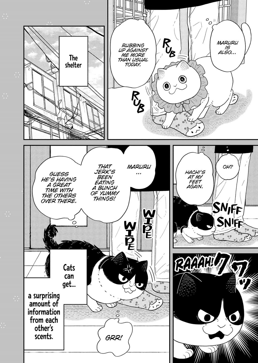 Cat Partners: Maruru and Hachi Chapter 43 page 19 - Chapter 43