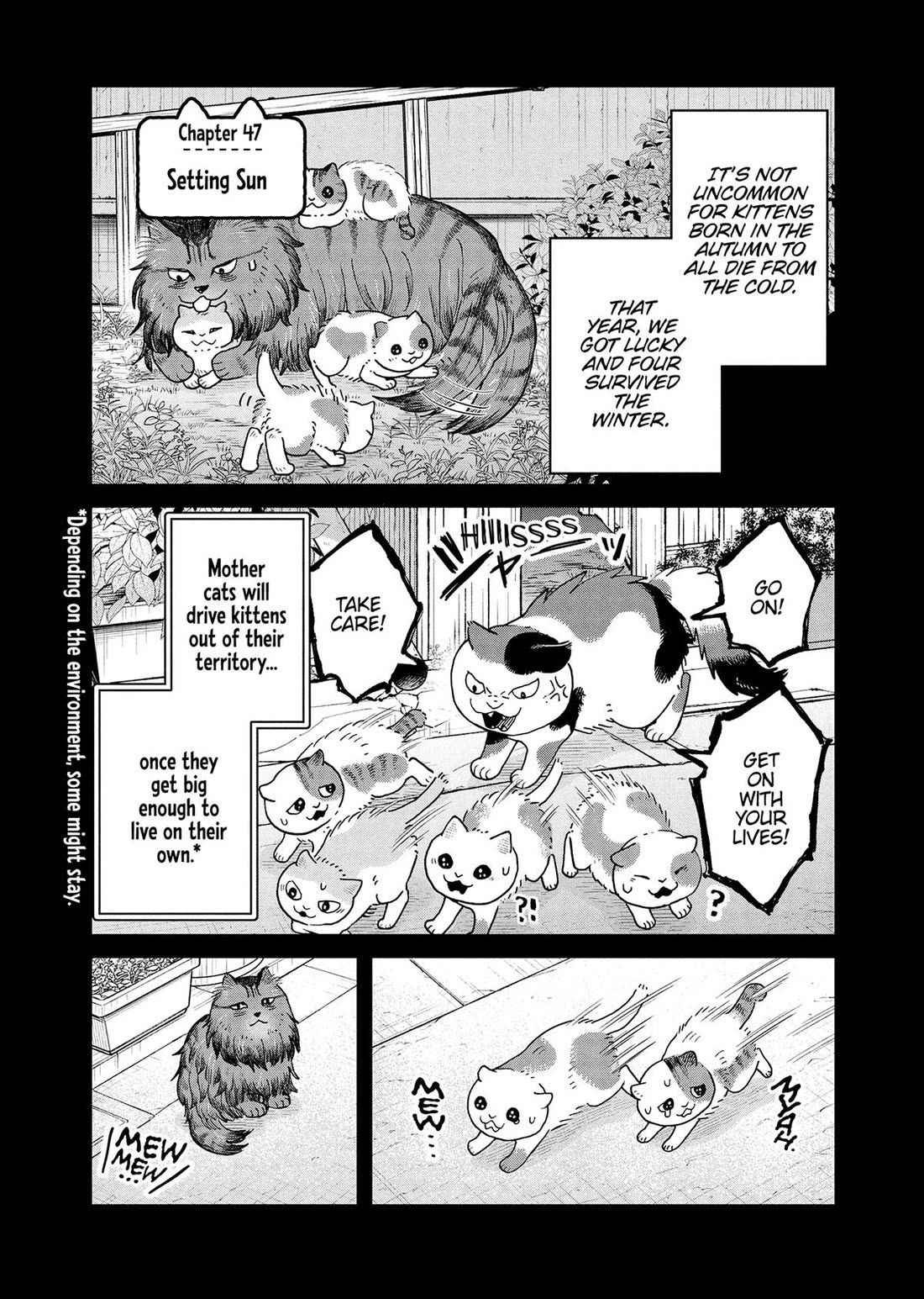 Cat Partners: Maruru and Hachi Chapter 47 page 1 - Chapter 47