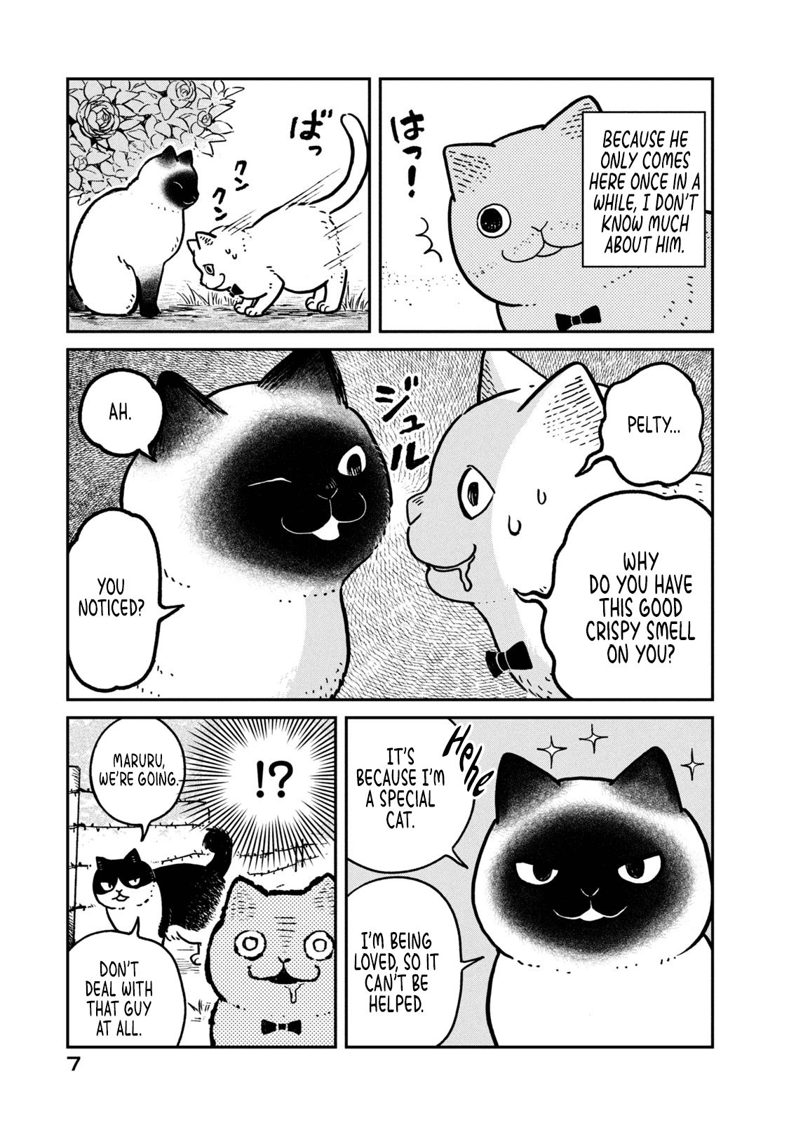 Cat Partners: Maruru and Hachi Chapter 9 page 9 - Chapter 9: Pelty the Wandering cat