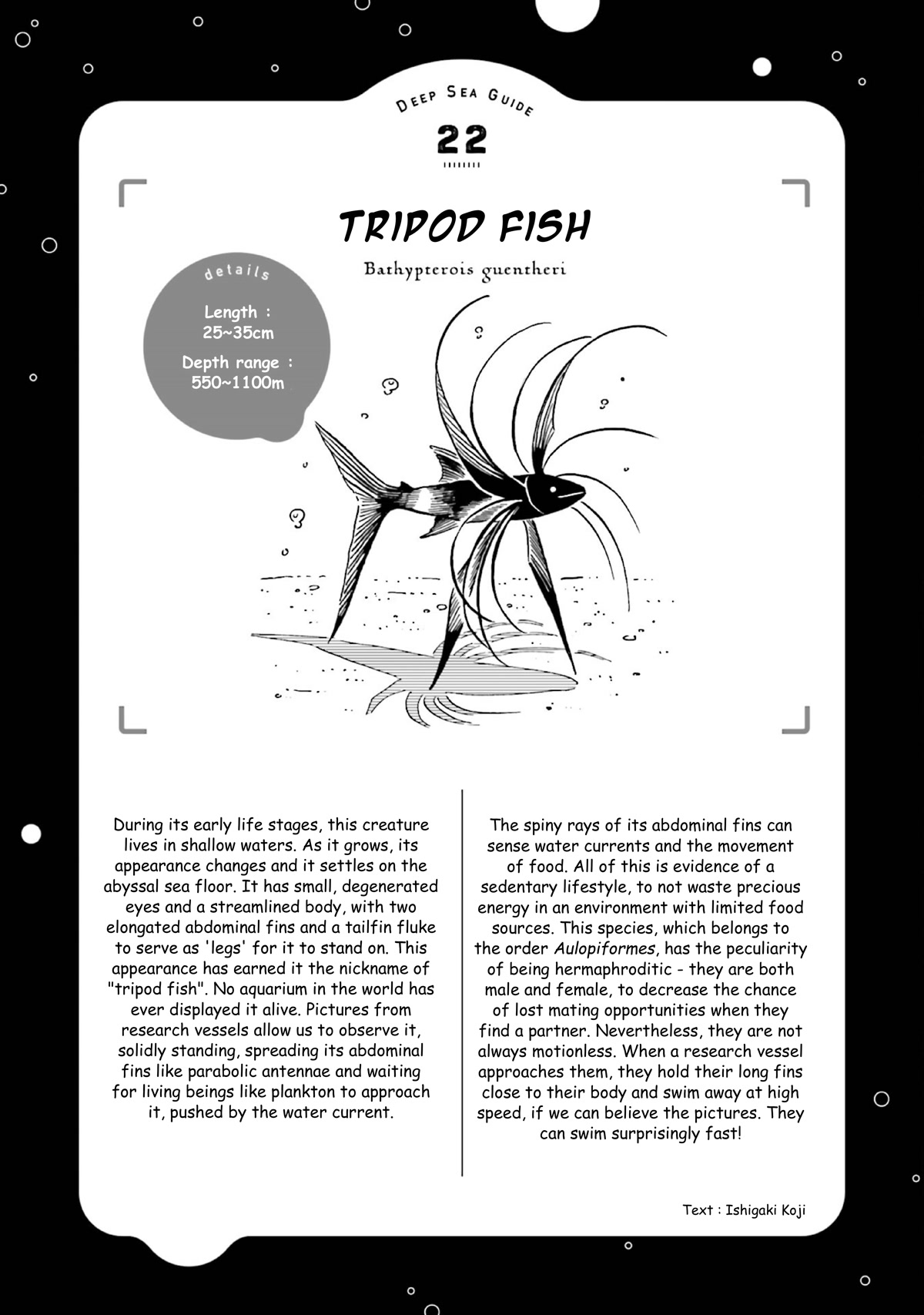 Deep Sea Aquarium Magmell Chapter 26 page 33 - Chapter 26: Tripod Fish