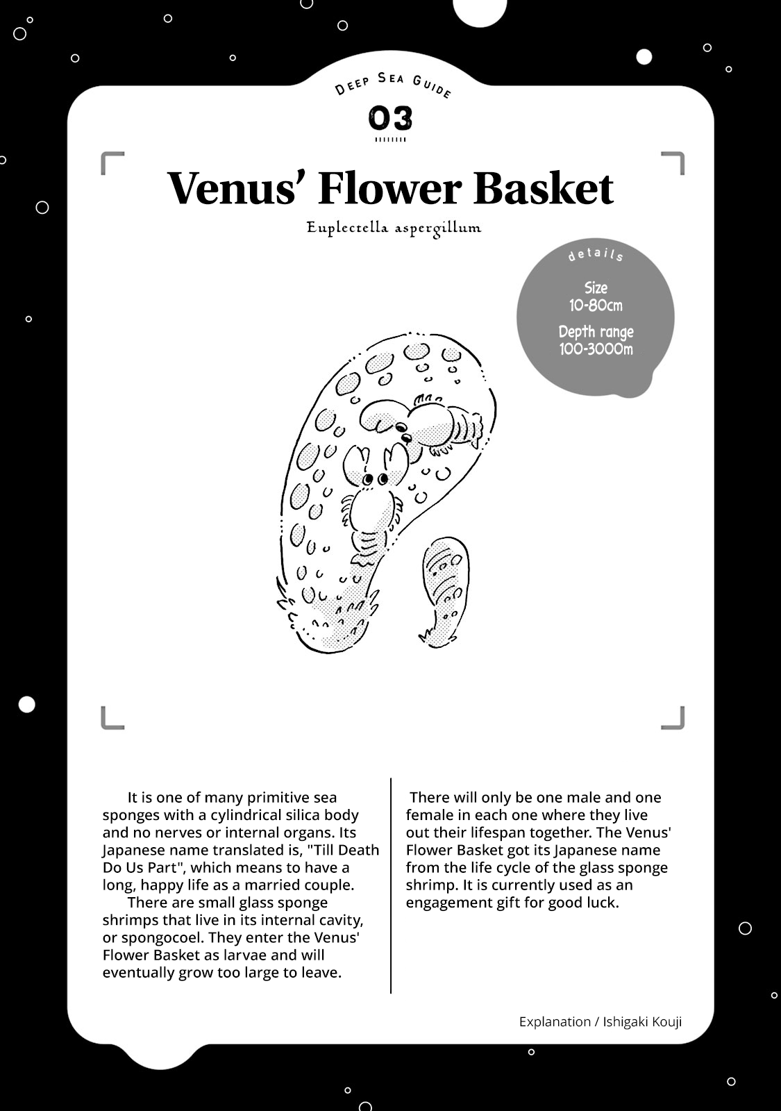 Deep Sea Aquarium Magmell Chapter 3 page 21 - Chapter 3: Venus' Flower Basket