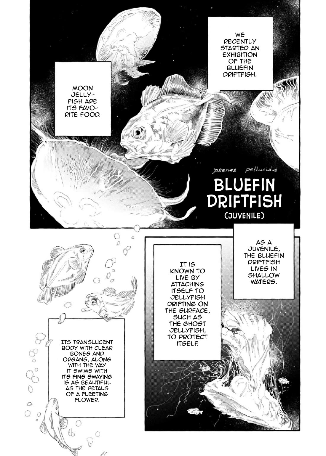 Deep Sea Aquarium Magmell Chapter 48 page 19 - Chapter 48: Bluefin Driftfish, Part 1