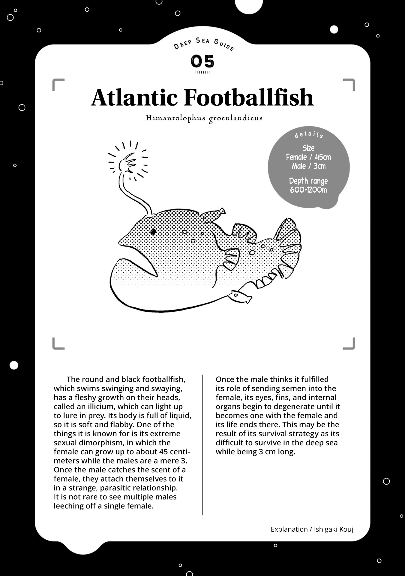 Deep Sea Aquarium Magmell Chapter 5 page 31 - Chapter 5: Atlantic Footballfish