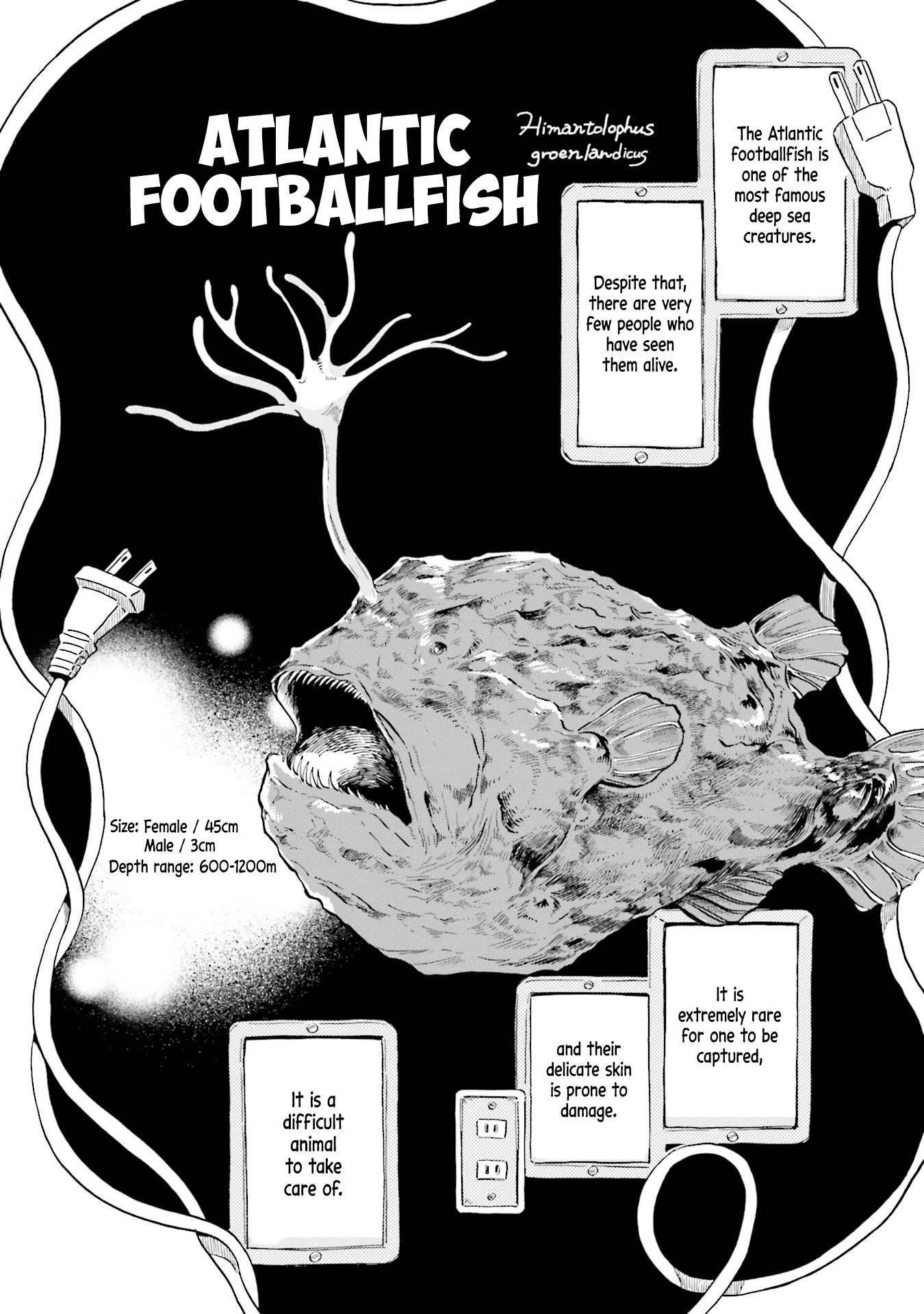 Deep Sea Aquarium Magmell Chapter 5 page 6 - Chapter 5: Atlantic Footballfish