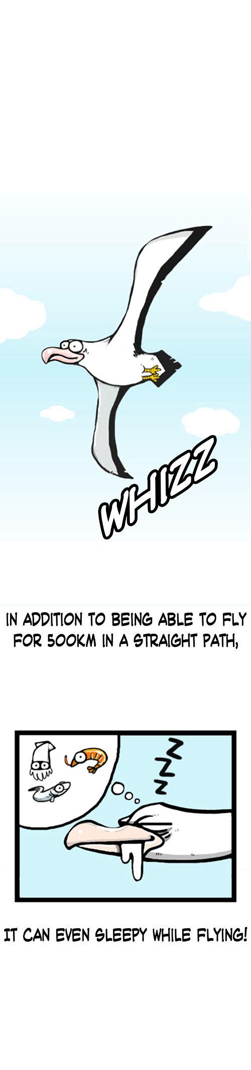 Earth, Human, and Animal Chapter 1 page 9 - Chapter 1 : An Albatross's Dream