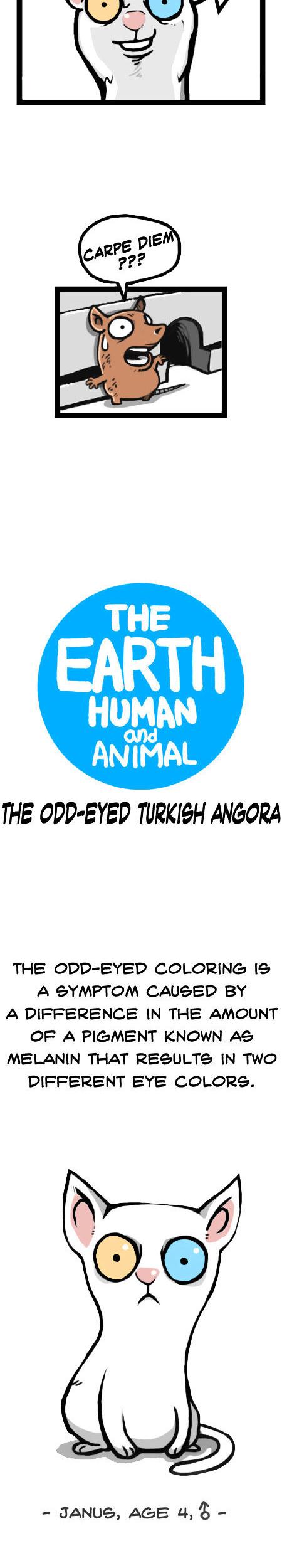 Earth, Human, and Animal Chapter 12 page 3 - Chapter 12 : the Odd-Eyed Turkish Angora