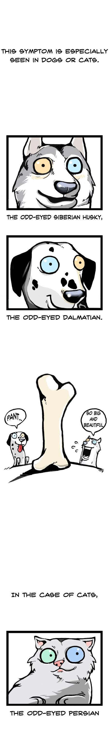 Earth, Human, and Animal Chapter 12 page 4 - Chapter 12 : the Odd-Eyed Turkish Angora