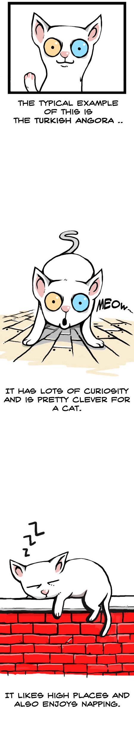 Earth, Human, and Animal Chapter 12 page 6 - Chapter 12 : the Odd-Eyed Turkish Angora