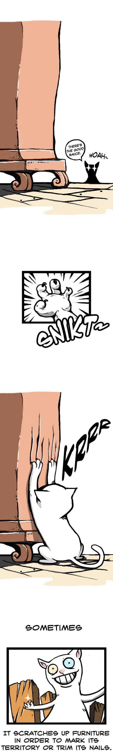 Earth, Human, and Animal Chapter 12 page 7 - Chapter 12 : the Odd-Eyed Turkish Angora