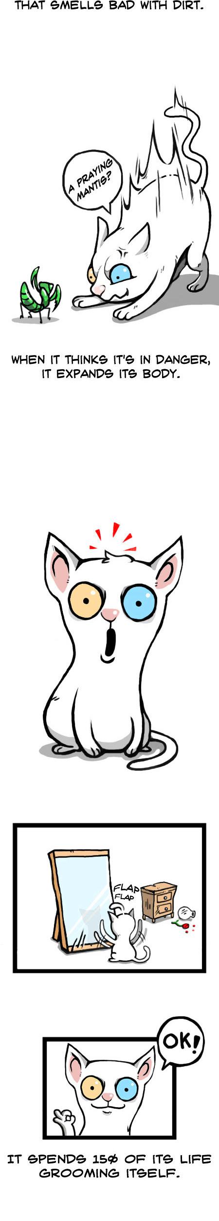 Earth, Human, and Animal Chapter 12 page 9 - Chapter 12 : the Odd-Eyed Turkish Angora