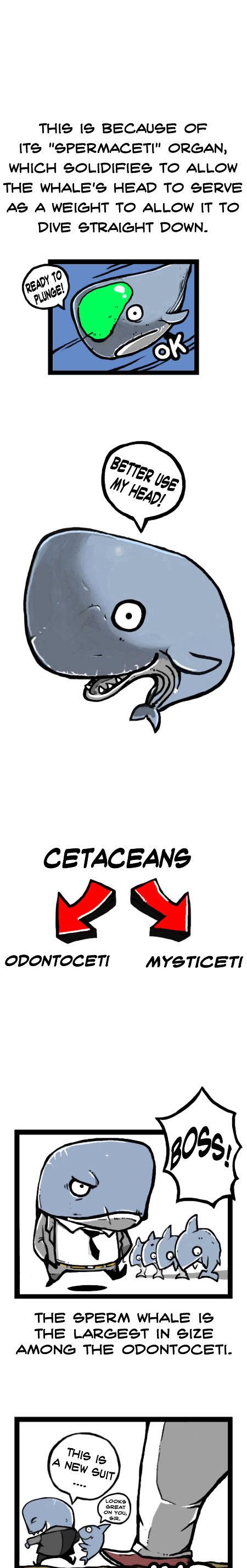 Earth, Human, and Animal Chapter 13 page 5 - Chapter 13 : the Value of the Sperm Whale