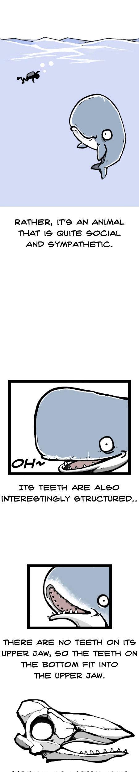 Earth, Human, and Animal Chapter 13 page 8 - Chapter 13 : the Value of the Sperm Whale