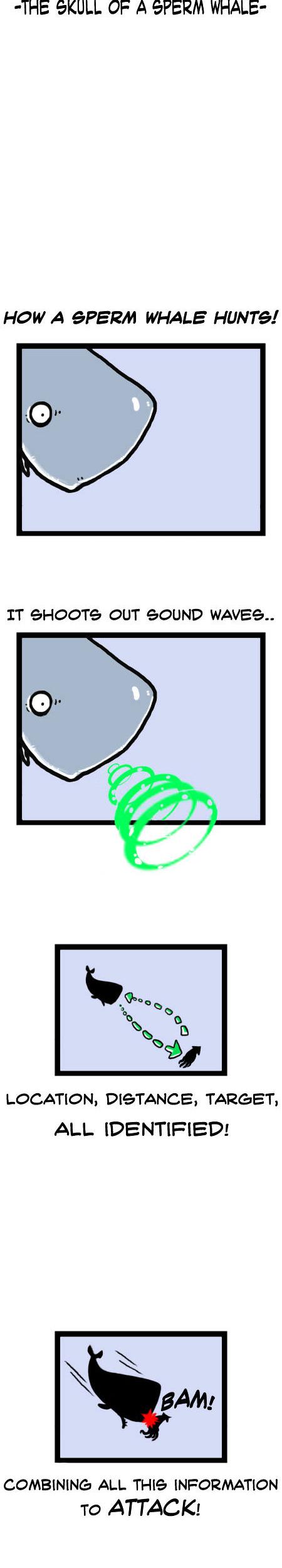 Earth, Human, and Animal Chapter 13 page 9 - Chapter 13 : the Value of the Sperm Whale