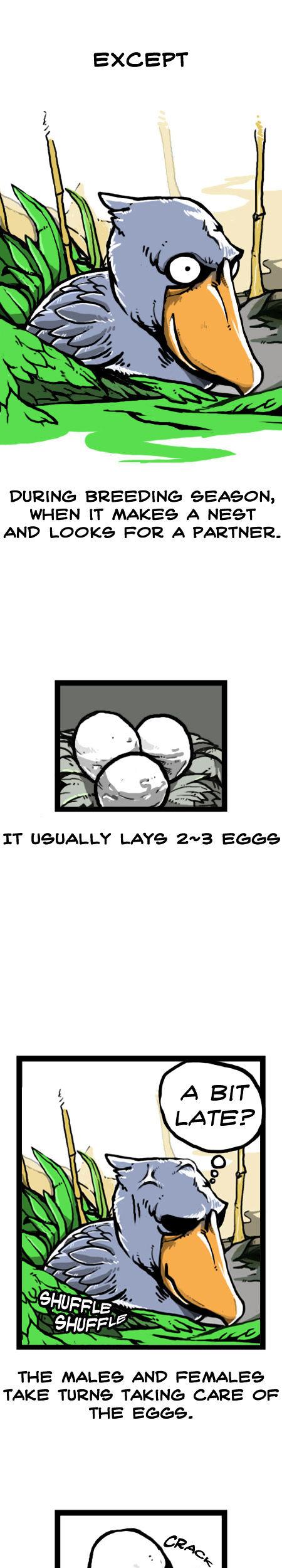 Earth, Human, and Animal Chapter 14 page 11 - Chapter 14 : a Living Fossil: the Shoebill