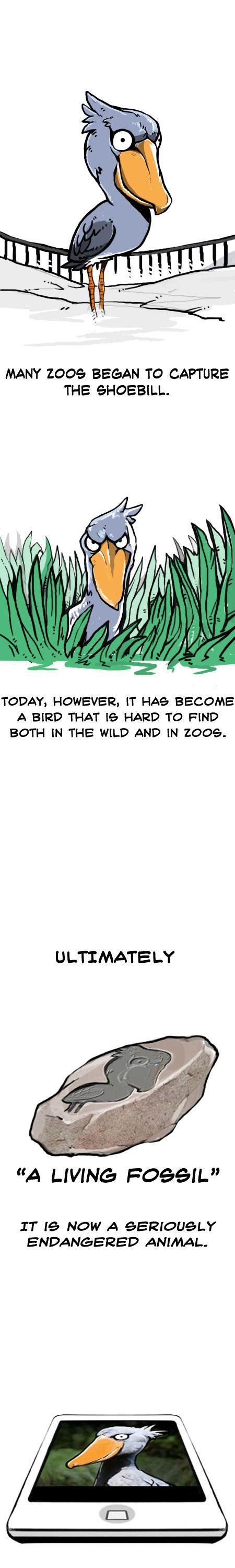 Earth, Human, and Animal Chapter 14 page 13 - Chapter 14 : a Living Fossil: the Shoebill