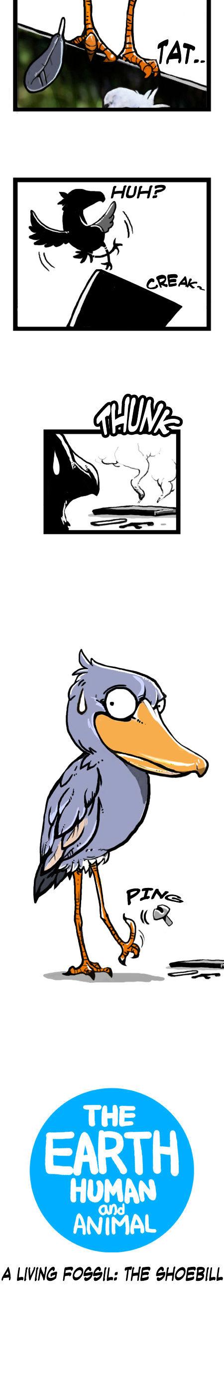 Earth, Human, and Animal Chapter 14 page 3 - Chapter 14 : a Living Fossil: the Shoebill