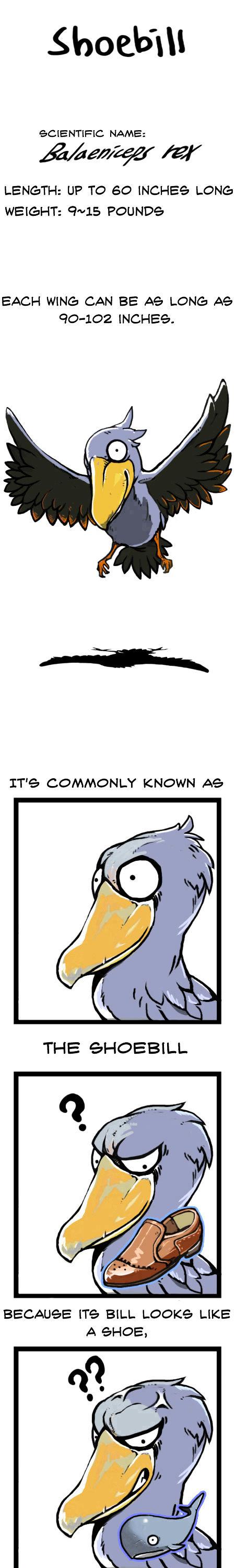 Earth, Human, and Animal Chapter 14 page 4 - Chapter 14 : a Living Fossil: the Shoebill