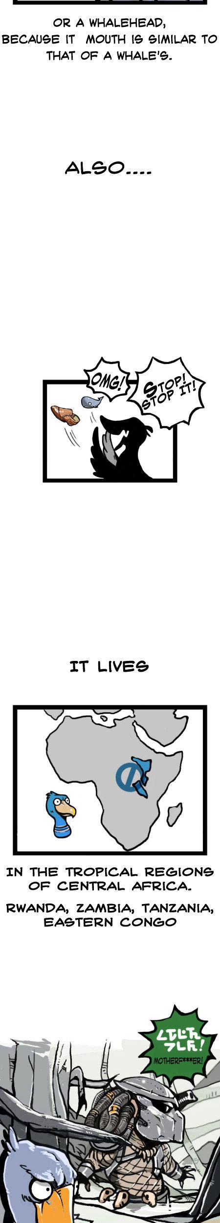 Earth, Human, and Animal Chapter 14 page 5 - Chapter 14 : a Living Fossil: the Shoebill