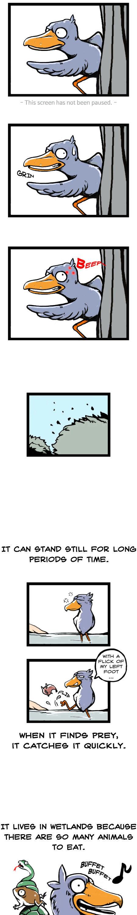 Earth, Human, and Animal Chapter 14 page 7 - Chapter 14 : a Living Fossil: the Shoebill