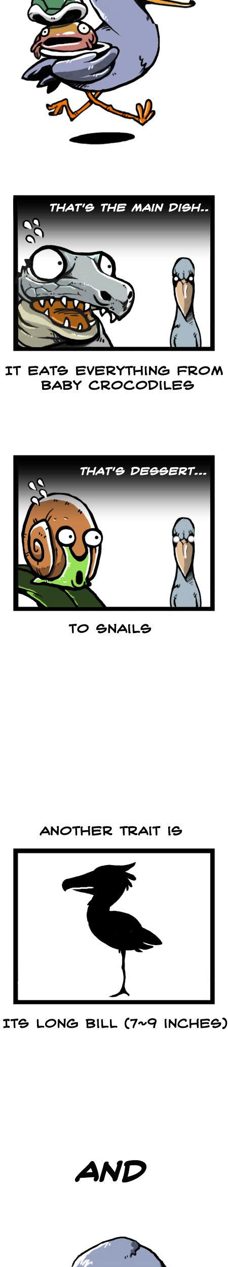 Earth, Human, and Animal Chapter 14 page 8 - Chapter 14 : a Living Fossil: the Shoebill
