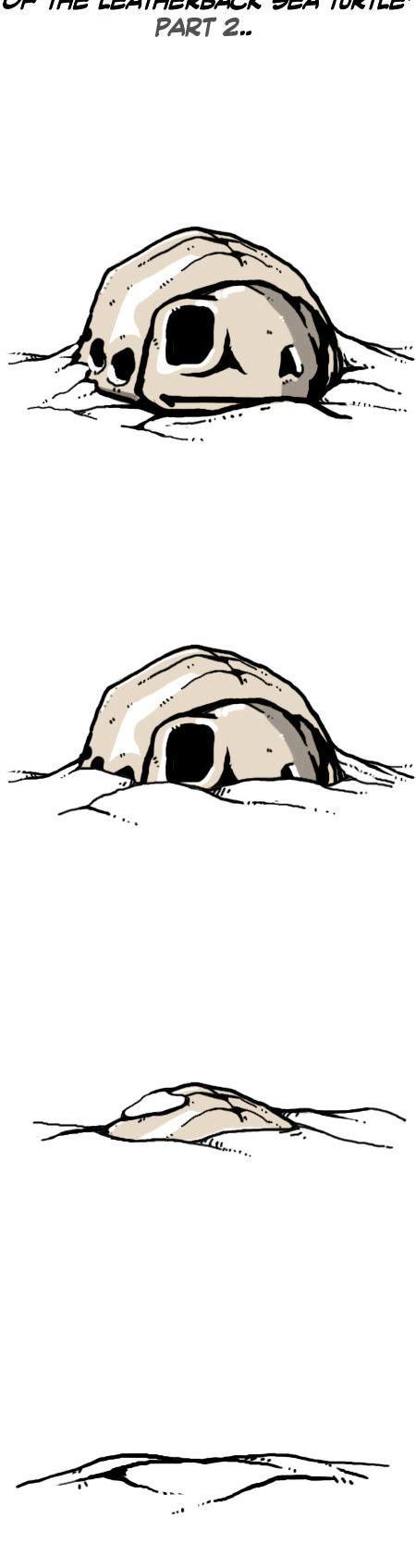 Earth, Human, and Animal Chapter 16 page 15 - Chapter 16 : the Fate of the Leatherback Sea Turtle #1