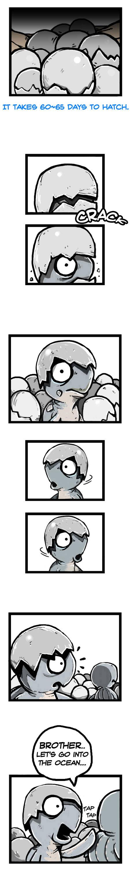 Earth, Human, and Animal Chapter 16 page 4 - Chapter 16 : the Fate of the Leatherback Sea Turtle #1
