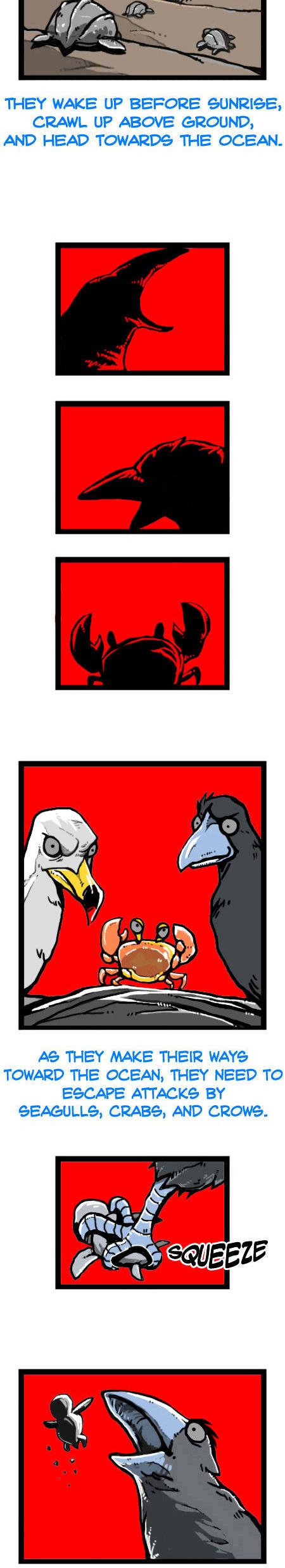 Earth, Human, and Animal Chapter 16 page 6 - Chapter 16 : the Fate of the Leatherback Sea Turtle #1