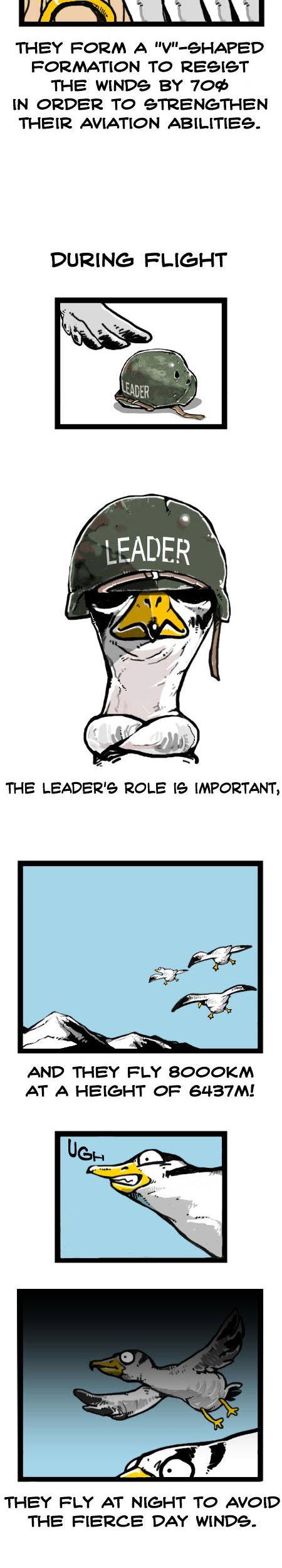 Earth, Human, and Animal Chapter 18 page 13 - Chapter 18 : the Bar-Headed Goose's Leadership