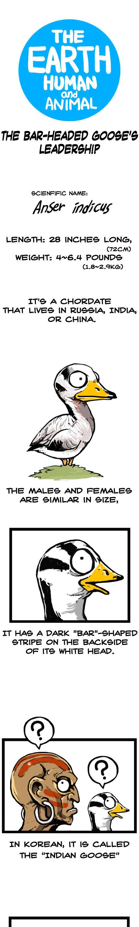Earth, Human, and Animal Chapter 18 page 5 - Chapter 18 : the Bar-Headed Goose's Leadership