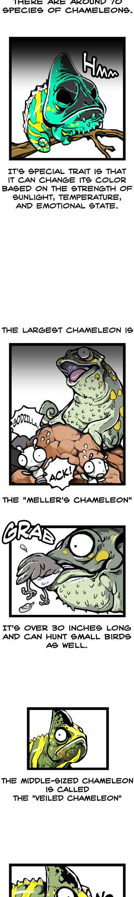 Earth, Human, and Animal Chapter 19 page 5 - Chapter 19 : the Jackson's Three-horned Chameleon's Habits