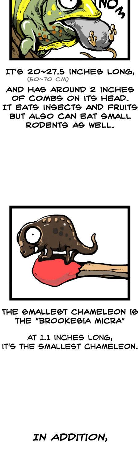 Earth, Human, and Animal Chapter 19 page 6 - Chapter 19 : the Jackson's Three-horned Chameleon's Habits