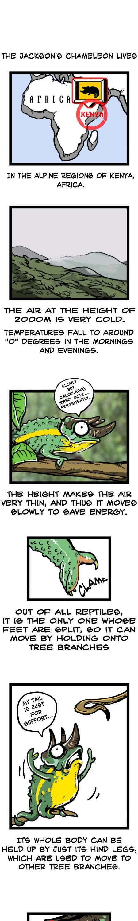Earth, Human, and Animal Chapter 19 page 8 - Chapter 19 : the Jackson's Three-horned Chameleon's Habits