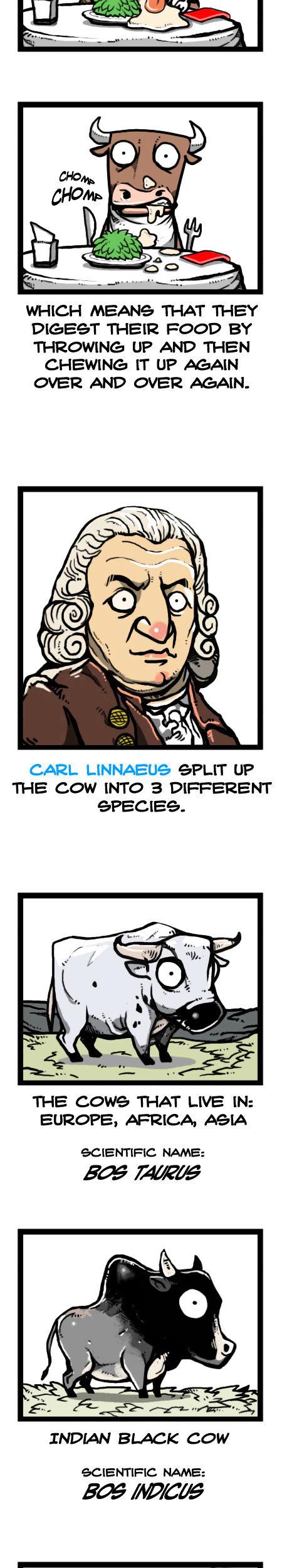 Earth, Human, and Animal Chapter 24 page 11 - Chapter 24 : a Bull's Glory