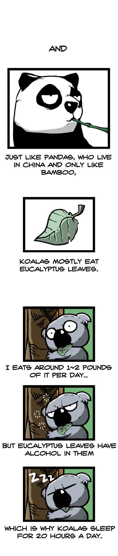 Earth, Human, and Animal Chapter 25 page 13 - Chapter 25 : a Dreaming Koala