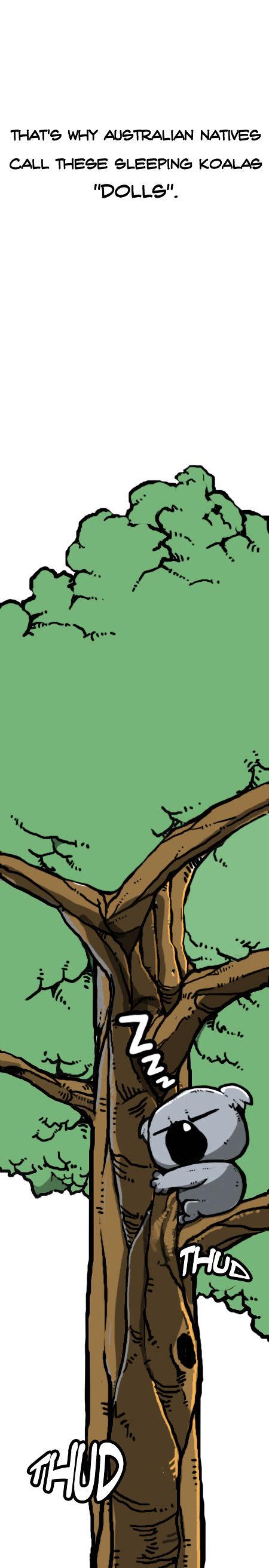 Earth, Human, and Animal Chapter 25 page 14 - Chapter 25 : a Dreaming Koala