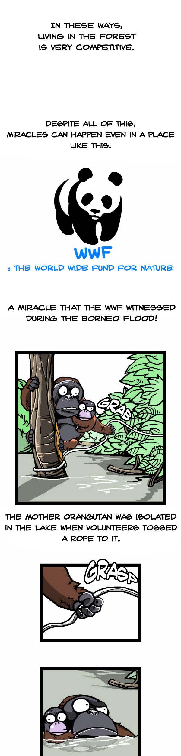 Earth, Human, and Animal Chapter 31 page 18 - Chapter 31 : the Orangutan's Miracle