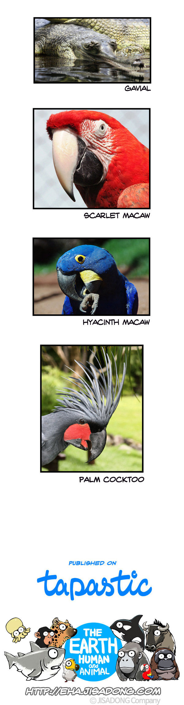 Earth, Human, and Animal Chapter 47 page 23 - Chapter 47 : the Growth of the Palm Cocktoo