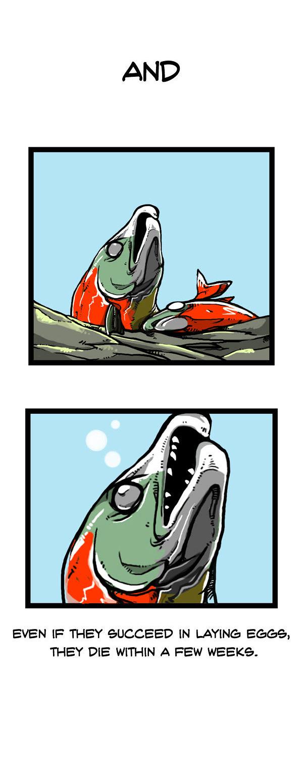 Earth, Human, and Animal Chapter 48 page 15 - Chapter 48 : the Sockeye Salmon's Goal