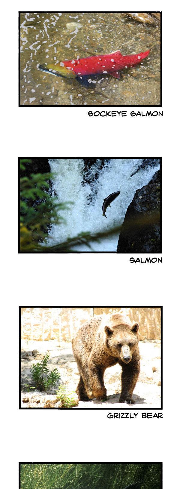 Earth, Human, and Animal Chapter 48 page 18 - Chapter 48 : the Sockeye Salmon's Goal