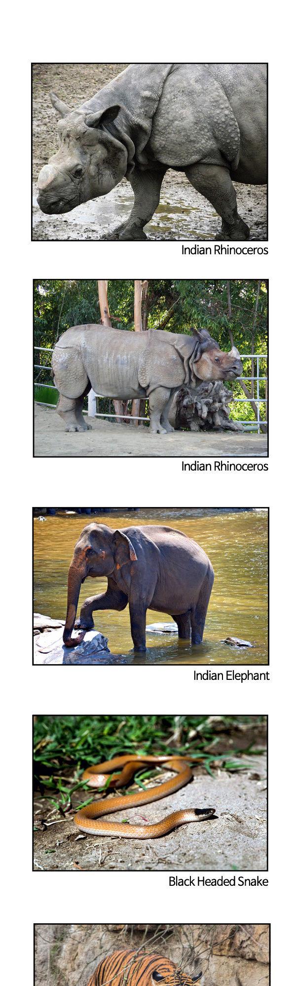 Earth, Human, and Animal Chapter 52 page 23 - Chapter 52 : the Indian Rhinoceros with No Horn